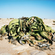 Illustration for article titled The Oldest Living Things in the World